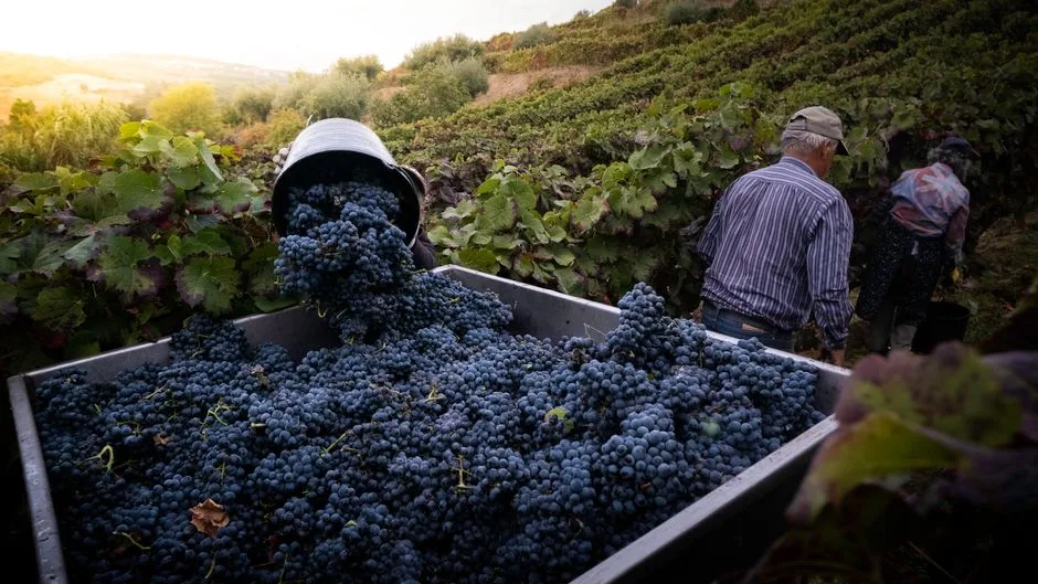 Vivir la vendimia 2026: bodegas y experiencias en España